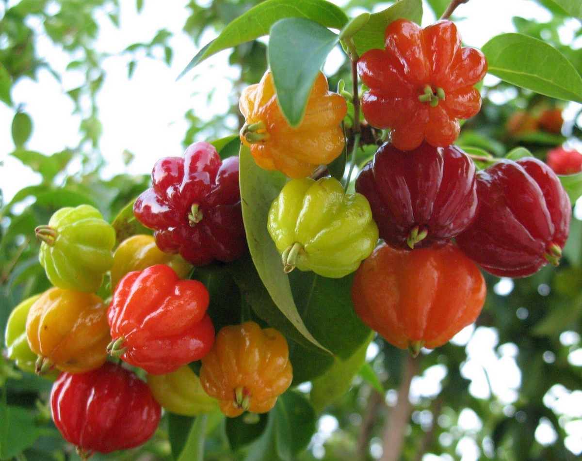 Surinam Cherry Cuttings 6 Live Clippings Eugenia uniflora Tropical Fruit Plant USDA Zones 9-11 Edible Landscaping