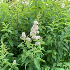 White Meadowsweet Cuttings - 10 Live 6-10" Unrooted Cuttings, Spiraea alba, Native Perennial Shrub for Pollinators