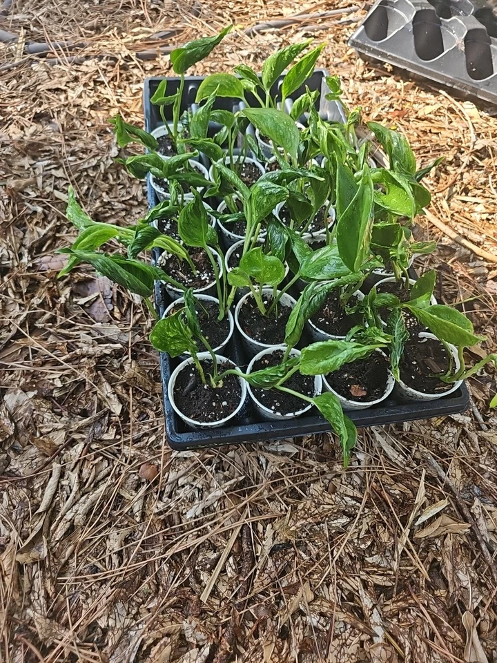 Rooted Shangri-La Pothos Cuttings - 2 Nodes, Rare Indoor Vine, Easy Care, Low Light Tolerant, Epipremnum aureum 'Shangri-La'