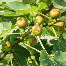 Fig Tree Cutting 6-8 Inches Crozes Cold Hardy Unrooted Propagation Ficus carica