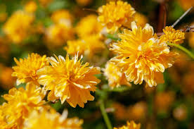 Kerria Japonica Cuttings - 10 Live Cuttings, Yellow Flowering Shrub, Japanese Rose (Kerria japonica)