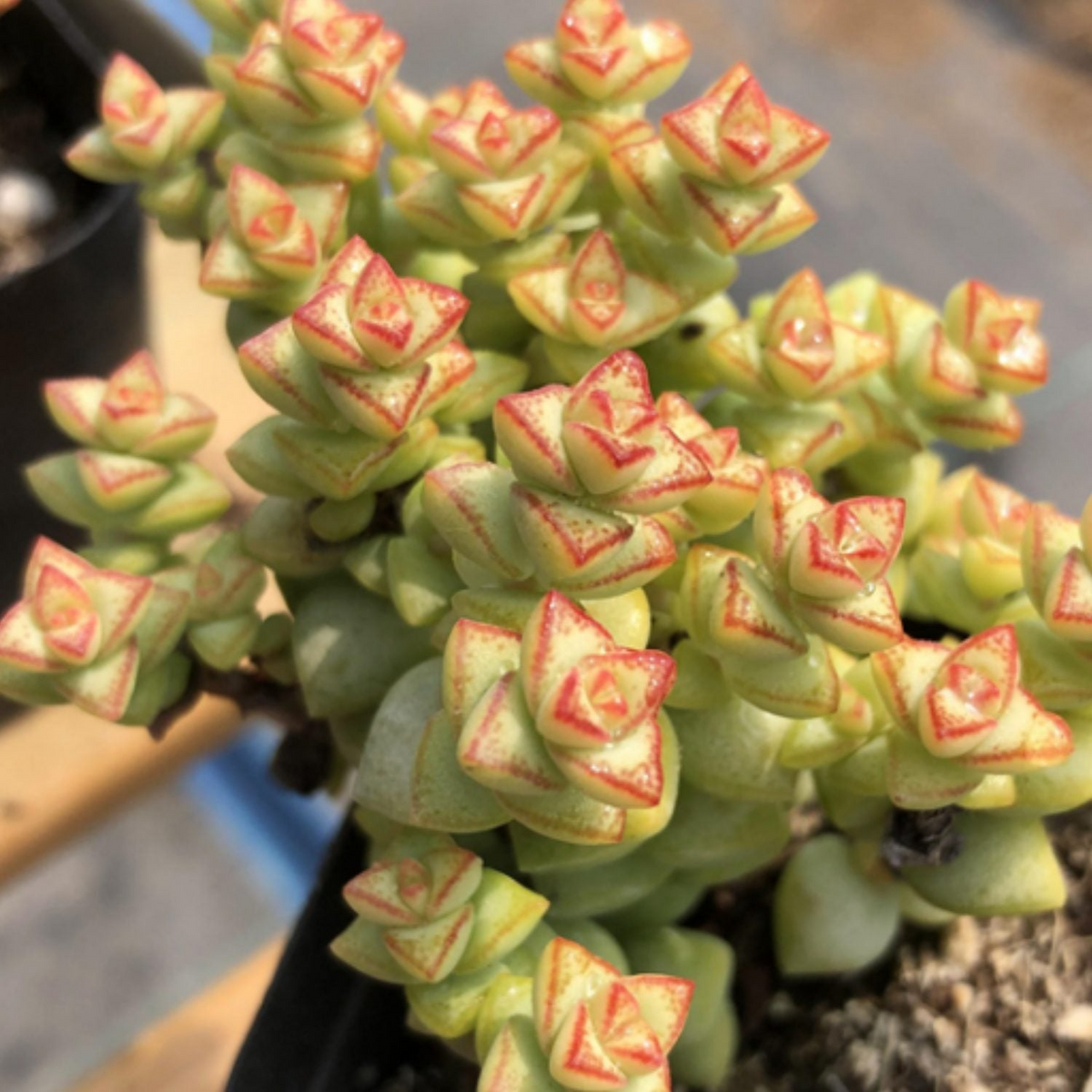 Crassula Tom Thumb Cuttings (2) - 3-4 Inch Drought-Tolerant Succulent - White Flowers - Crassula 'Tom Thumb'