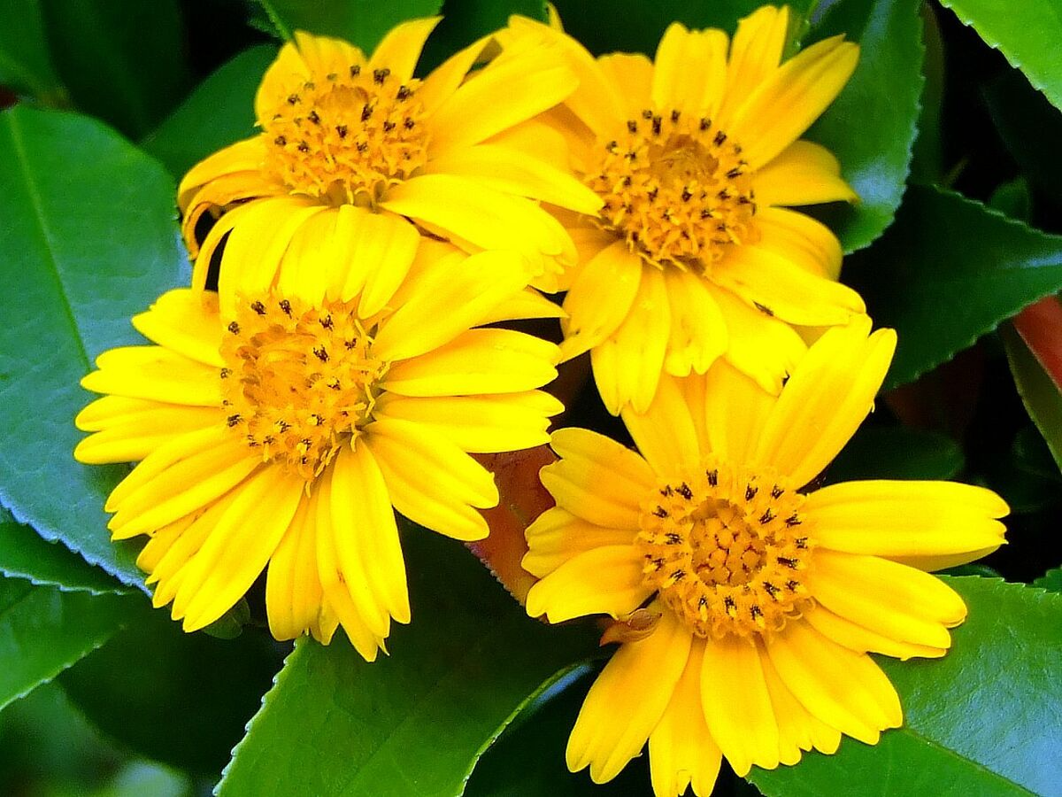 Wedelia Trilobata Cuttings, 12 Rooted Vine Starts, Yellow-Orange Flowers, Perennial Ground Cover Plant, USDA Zones 8-11