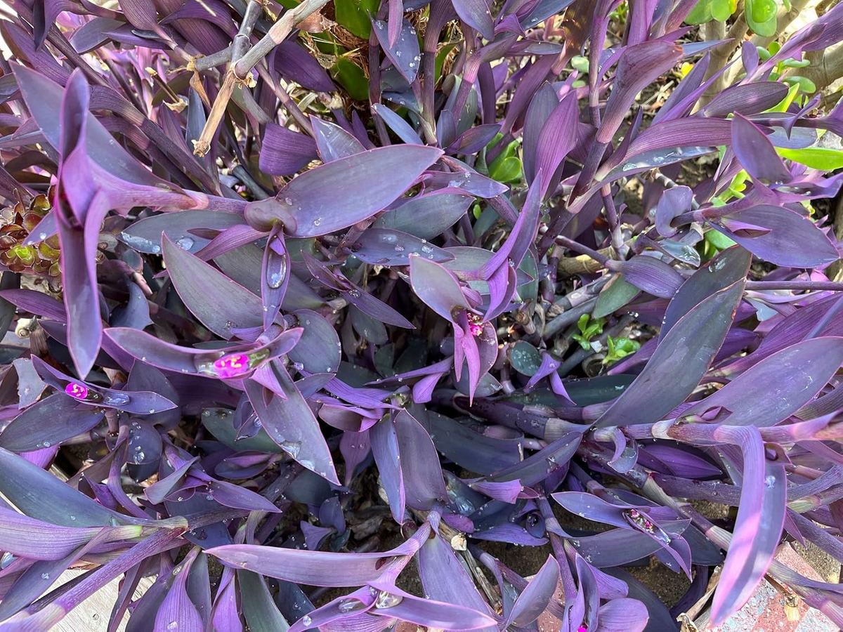 Tradescantia Cuttings - 8 Live 'Burgundy' Cuttings, Purple Wandering Jew, Indoor Houseplant Propagation - Tradescantia zebrina