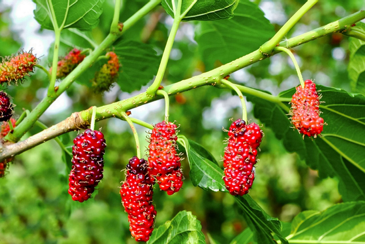 Red Mulberry Tree Cuttings 12 Pack Morus rubra Fast Growing Fruit Tree Wildlife Favorite Edible Berry Plants