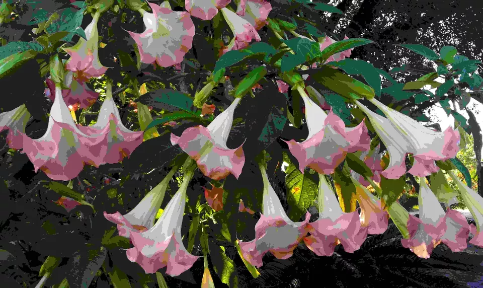 Peach Pink Angel Trumpet Cuttings - Brugmansia Versicolor - 2 Unrooted 6" Tropical Flowering Shrub - Fragrant Night Blooms