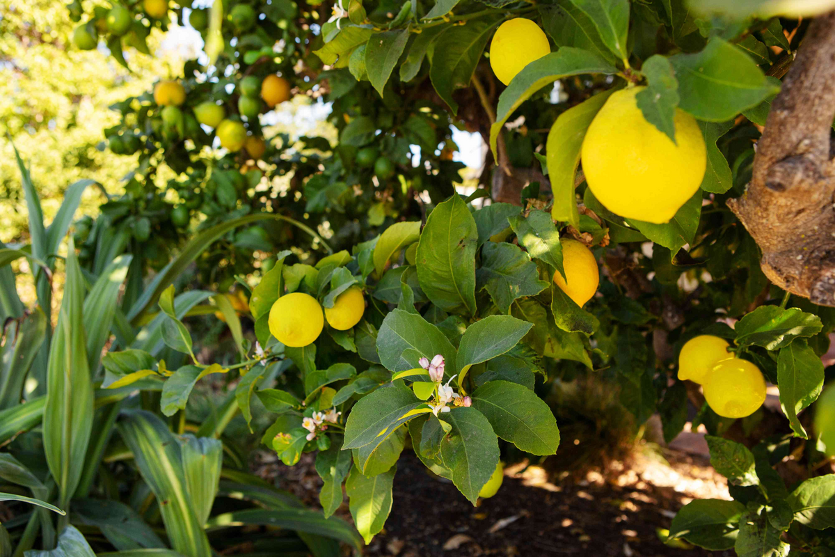 Lemon Tree Cuttings - 6 Live 8-11" Cuttings, Standard Citrus Variety, Citrus limon, Grafting/Rooting Stock