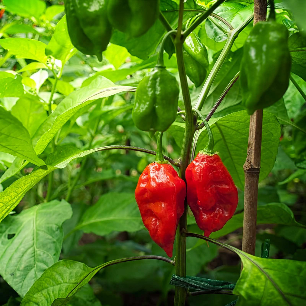 Ghost Pepper Seeds - 10+ Non-GMO Bhut Jolokia - Extremely Hot Chili for Spicy Gardens & Containers - Capsicum chinense