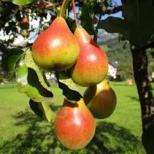 Moonglow Pear Tree Scions 6-10 Inches Unrooted Cuttings for Grafting & Rooting, Pyrus communis Sweet Edible Fruit Tree