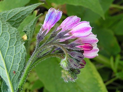 Comfrey Root Cuttings 10 ct - Organic Bocking 14 - Symphytum x uplandicum - Perennial Soil Builder - Drought Tolerant