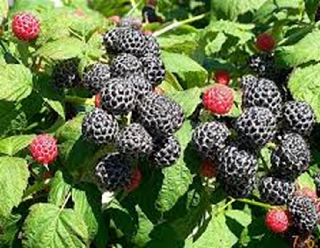 Black Raspberry Cuttings - 12+ Live Cuttings, Hardy Perennial Berry, Rubus occidentalis, USDA Zones 3-9