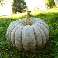 10 Jarrahdale Pumpkin Seeds | Blue Winter Squash | Cucurbita maxima | Non-GMO Heirloom from Queensland, Australia