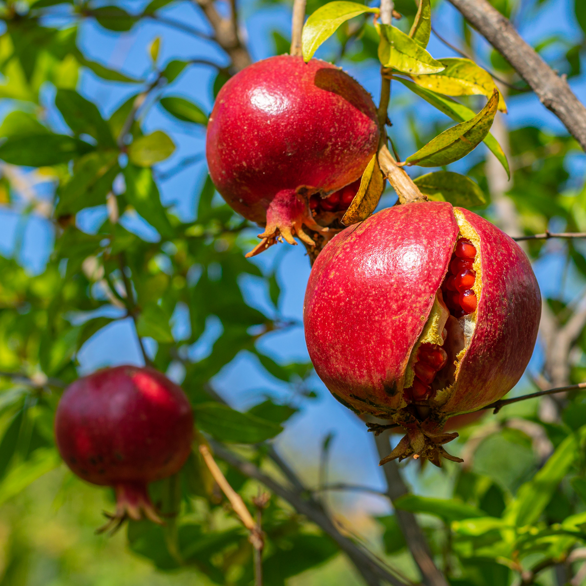 Pomegranate Cuttings 6-8" Unrooted Punica Granatum for Rooting & Propagation, Fruit Tree Cuttings, 4 Healthy Pieces