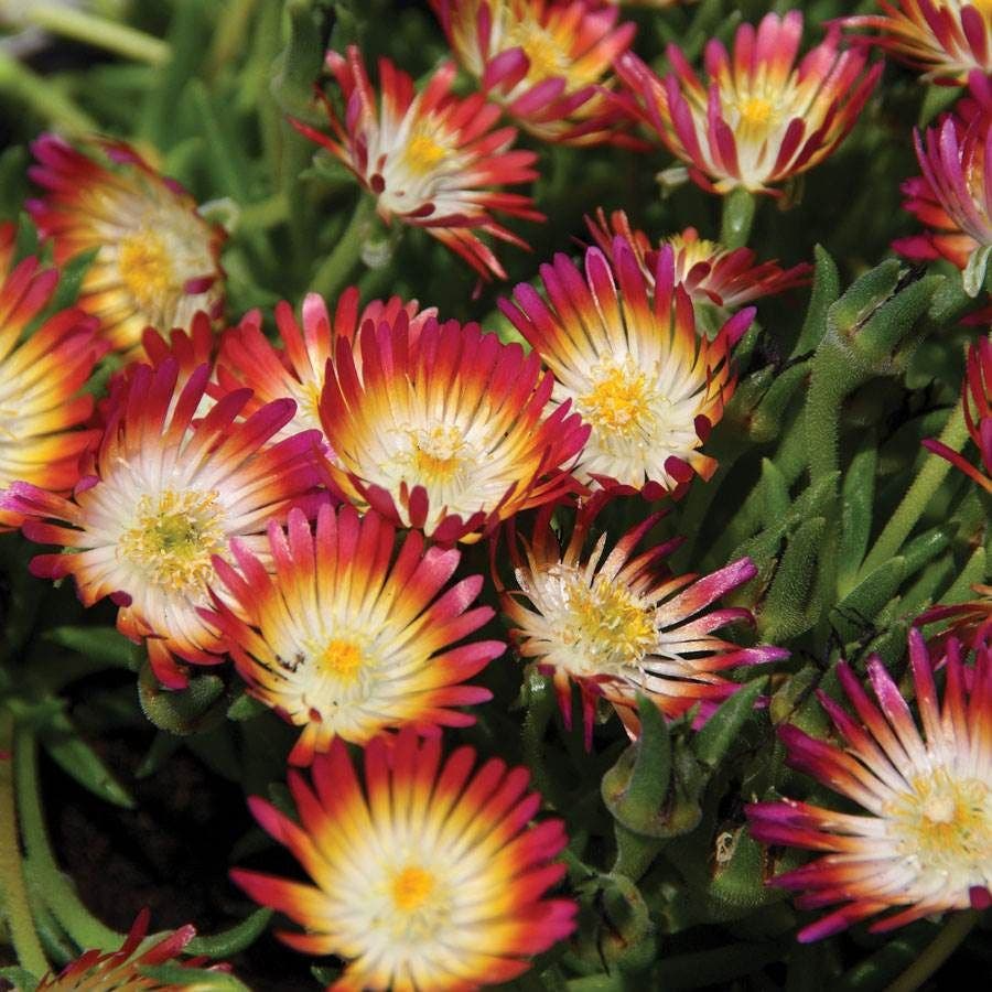 Delosperma Cuttings, 12 Succulent Stems, Red Flowers, Drought Tolerant Groundcover, Delosperma cooperi, USDA Zones 6-9