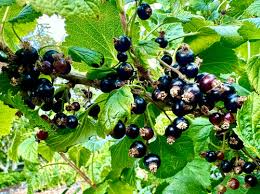 6 Unrooted Black Currant Cuttings 6-9" Organic Ribes nigrum Smorodina - Perfect for Rooting, Healthy Berry Bush