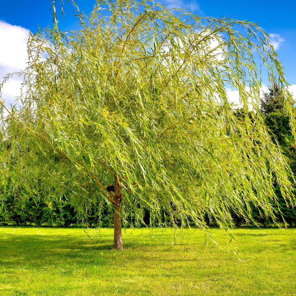 Weeping Willow Tree - 14-24" Bare Root, Bright Green Shade Tree for Landscaping, Salix babylonica, Fast-Growing Erosion Control