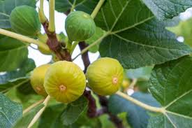 Rooted Yellow Long Neck Fig Plant - Ficus auriculata, Rare Tropical Fruit Starter Plant for Home Garden & Patios