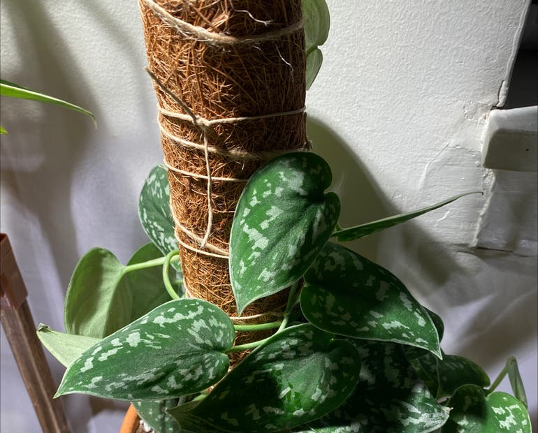 Rooted Scindapsus Cuttings, Satin Pothos Starter Plant, Silver Leaf Vine, Scindapsus pictus - Easy-Care Indoor Plant