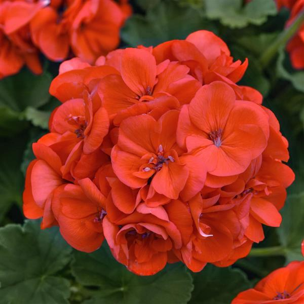 Geranium Cuttings - 3 Unrooted Red-Orange Flowering Stems - Pelargonium - USDA Zones 9-11 - Perfect for Propagation and Gardens