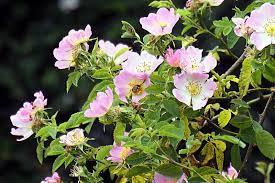 Eglantine Rose Cuttings - Rosa eglanteria - Fragrant Leaves, Edible Hips & Flowers - English Garden Plant - USDA Zones 4-9