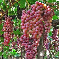 Red Flame Seedless Grape Vine Plant, 12 Inch Rooted, Vitis vinifera, USDA Zones 7-10, Full Sun, Deciduous Fruit Vine