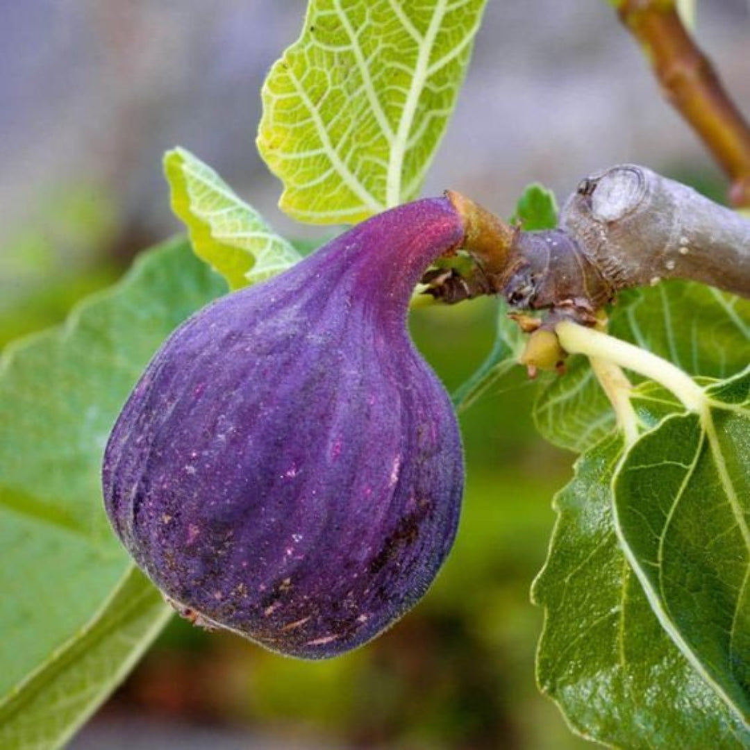 LSU Purple Fig Scion Cuttings 5 Pieces 5-7 Inches Ficus Carica Deciduous Fruit Tree Edible Purple Figs Propagation Material