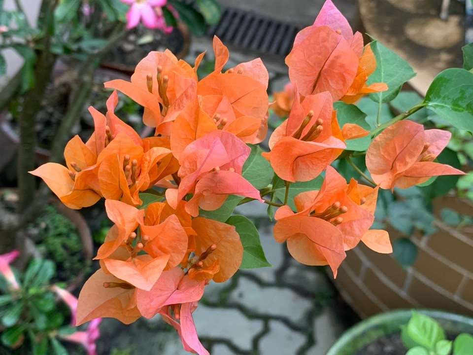 12 Organic Unrooted Cuttings Pink Orange After Glow Bougainvillea - Bougainvillea glabra - Ideal for Planting & Propagation