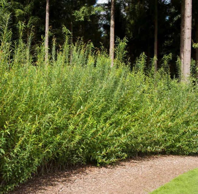 25 Hybrid Willow Tree Cuttings - 10 Inch Unrooted - Fast Growing Privacy Hedge - Erosion Control - Salix spp.
