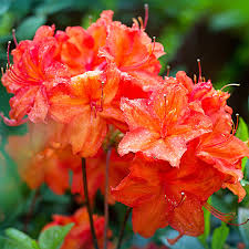 Fireball Azalea Starter Plant | Deciduous Shrub with Red Blooms | Rhododendron 'Fireball' | Outdoor Landscape Plant
