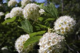5 Ninebark Shrubs - 12–18” Live Ornamental Plants - Colorful Foliage - Physocarpus opulifolius - Ideal for Landscaping & Borders