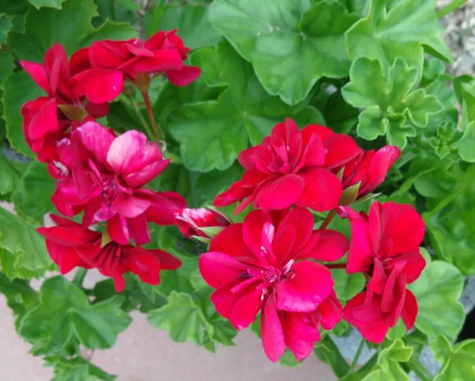 Rose Red Citronella Ivy Geranium Cuttings - 3 Fresh 6" Starter Cuttings, Fragrant Blooms, Pelargonium peltatum, Drought Tolerant