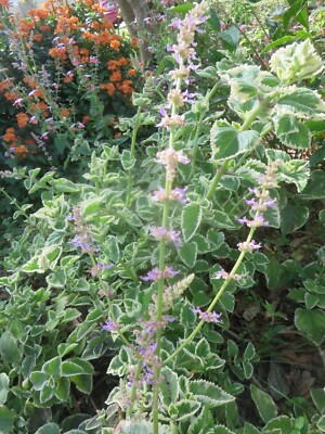 Variegated Cuban Oregano Cuttings - 4 Live Cuttings, Edible Herb, Plectranthus amboinicus, Aromatic Perennial Herb