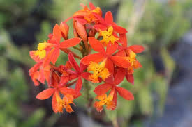 10 Rooted Cuttings Epidendrum Radicans - Fire Star Orchid - Live Ground Orchids for Sale - Low-Maintenance Tropical Plants