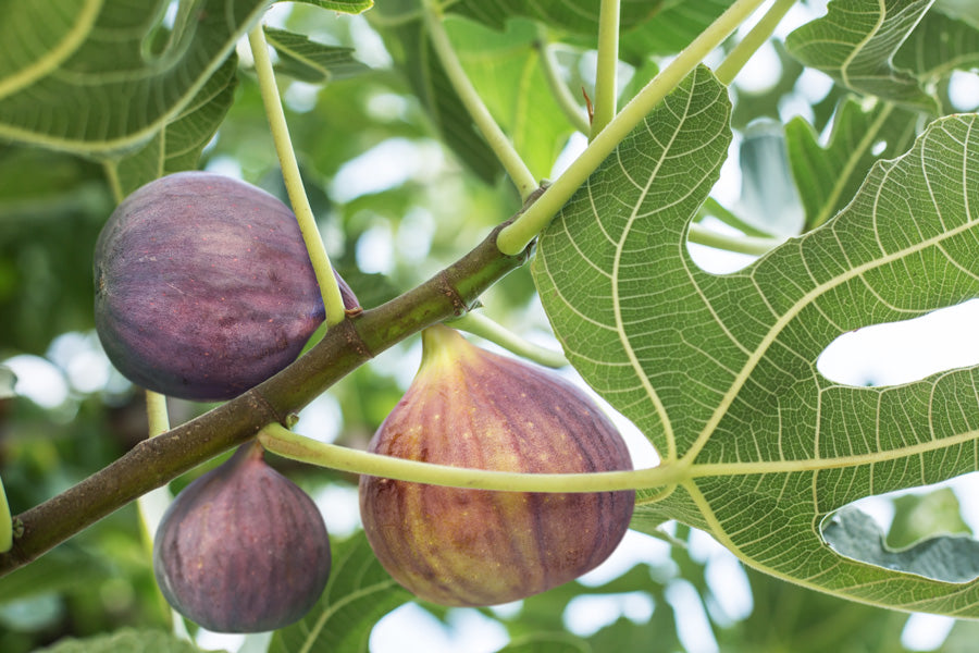 Brunswick Fig Tree Cuttings 6-8" - Ficus Carica, Sweet Fruit, Easy to Grow, Starter Plant for Home Gardens