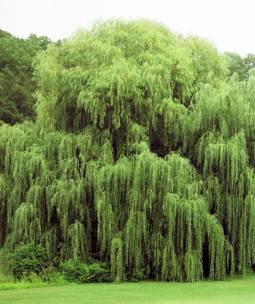 Golden Weeping Willow Cuttings - 32+ Pencil-Sized Stems - Salix babylonica - Fast-Growing Deciduous Tree
