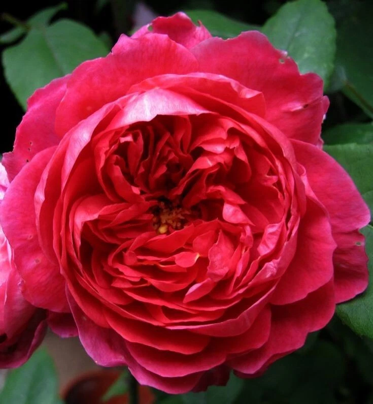 4 Cuttings Benjamin Britten English Rose 5-7 Inches Rosa 'AUSouter' - Fragrant Pink Shrub for Propagation