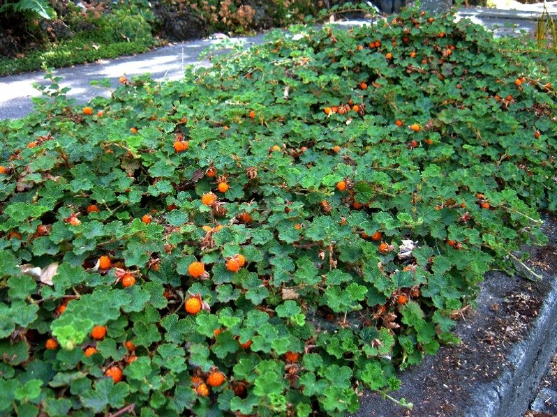 Rubus pentalobus Cuttings - 4 Count - Formosan Raspberry - Evergreen Ground Cover - Drought Tolerant Plant
