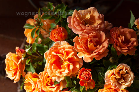 Pumpkin Patch Rose Starter Plant 6-10" - Orange-Brown Blooms - Rustic Charm for Full Sun Gardens - Rosa spp.
