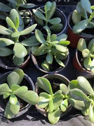 2 Rooted Jade Plants – Money Plant – Crassula Argentea – Easy to Grow Succulent – No Pot – Ready to Plant