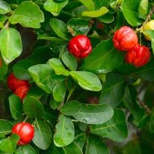 Acerola Barbados Cherry Plant | Starter Plant | Vitamin C-Rich Fruit | Malpighia emarginata | USDA Zones 9-12