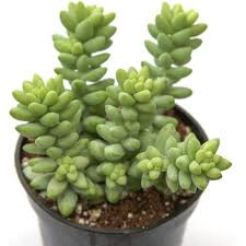 Burro's Tail Succulent Plant, 4'' Pot, Silvery-Green Trailing Stems, Sedum morganianum, Easy-Care Indoor Decor