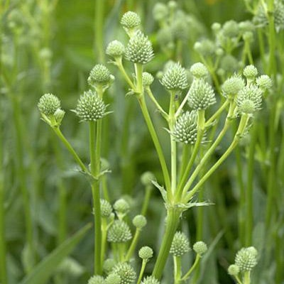 Rattlesnake Master Seeds 1g - Eryngium yuccifolium - Drought-Tolerant Perennial with Unique Spiky Flowers for Native Gardens