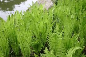 3 Bare Root Ostrich Ferns, Matteuccia struthiopteris, Native Perennial Shade Plants for Woodland Gardens