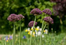 Allium Bulbs - 6 Dark Purple Garlic Bulbs, Edible & Ornamental, Attracts Pollinators, Allium atropurpureum, USDA Zones 4-8