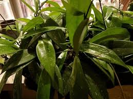 Hoya Pubicalyx Starter Plant - Mottled Silver Leaf Wax Plant, Tropical Vining Houseplant, Fragrant Blooms, Hoya pubicalyx