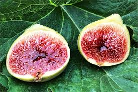 White Adriatic Fig Cuttings 6-8" - Ficus carica - Organic Unrooted Cuttings for Propagation & Home Gardens