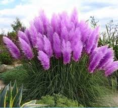 3 Plugs Purple Pampas Grass - Ornamental Grass for Landscaping - Cortaderia selloana - Low-Maintenance Garden Decor