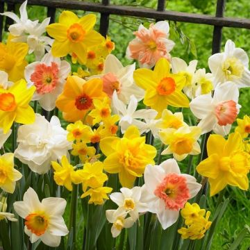 20 Live Bare Root Perennial Yellow Daffodils, Narcissus Bulbs for Spring Gardens, Deer-Resistant, Pollinator-Friendly Flowers