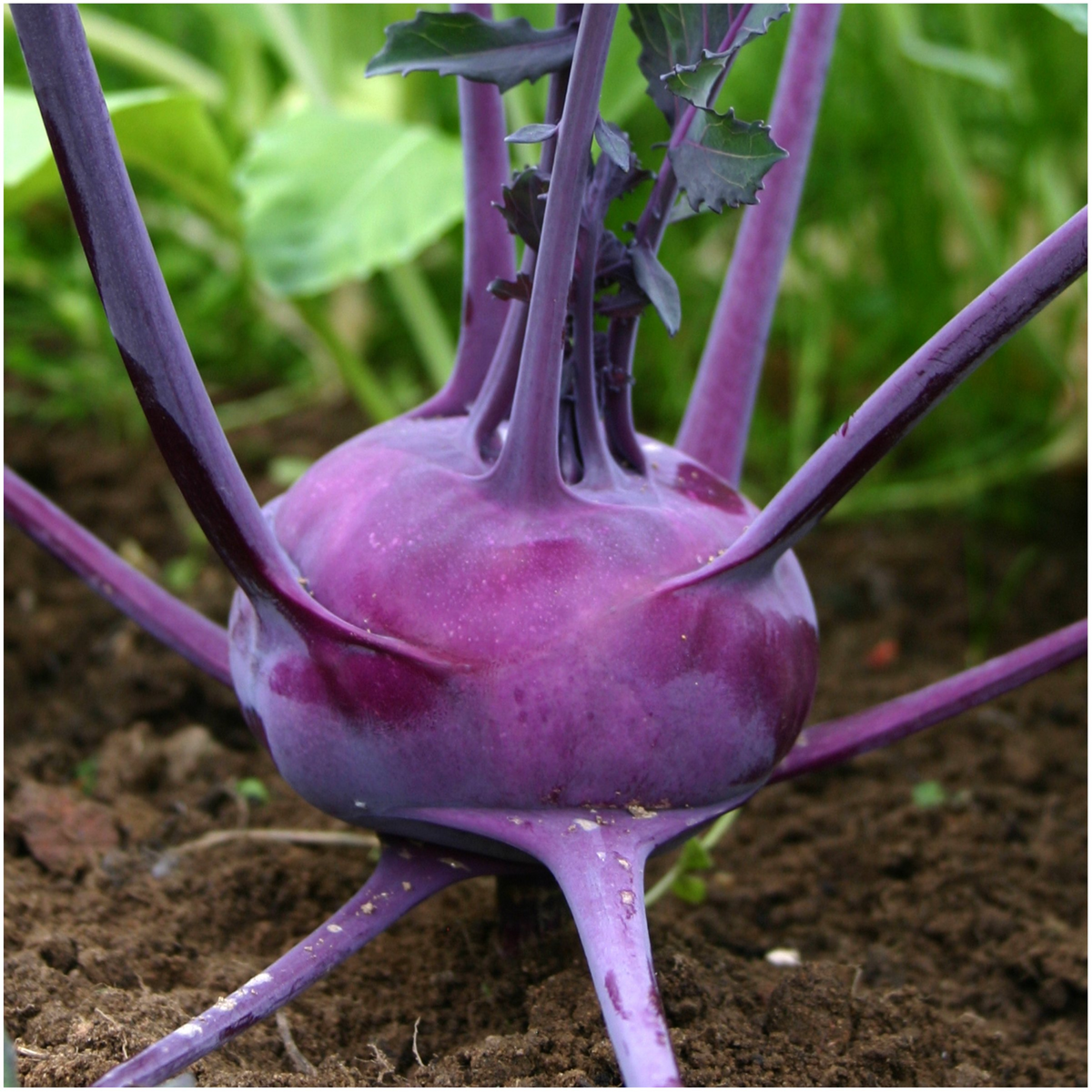 500 Purple Vienna Kohlrabi Seeds - Heirloom, Non-GMO, Cold Hardy, Brassica oleracea, Easy to Grow, Crisp & Sweet