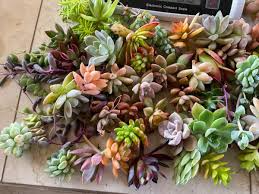 15 Assorted Succulent Cuttings - Echeveria, Sedum, Crassula - Unrooted for DIY Terrariums & Indoor Gardens